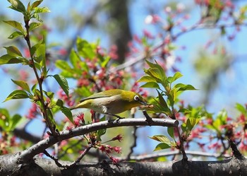 Warbling White-eye 横浜市 Sun, 4/10/2022