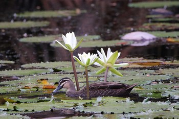 マミジロカルガモ Flecker Botanical Garden(Cairns) 2017年10月7日(土)