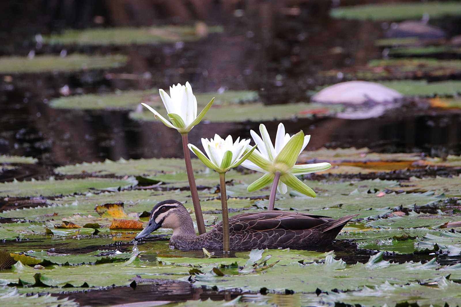 Pacific Black Duck