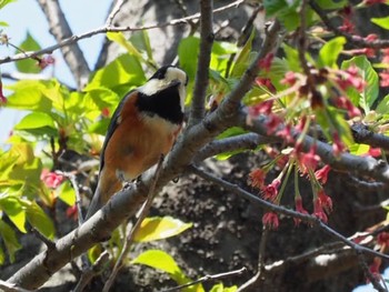 Varied Tit 横浜市 Sun, 4/10/2022