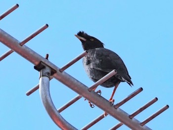 Crested Myna 横浜市市道 Mon, 4/11/2022