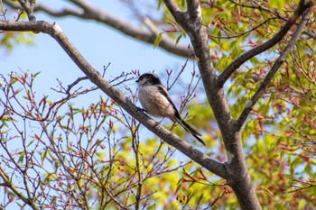 エナガ 八柱霊園 2022年4月9日(土)