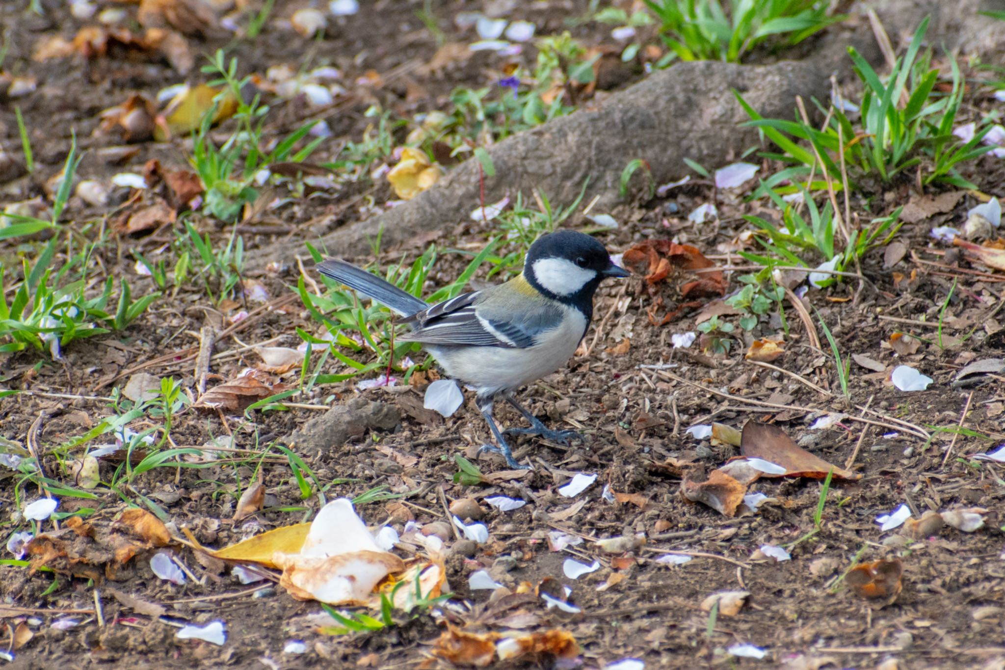 Photo of Japanese Tit at 八柱霊園 by BARON