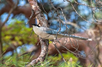 オナガ 八柱霊園 2022年4月9日(土)