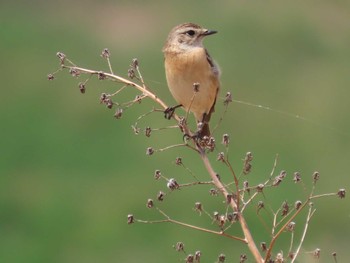 Amur Stonechat 岡山旭川 Mon, 4/11/2022