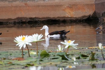 Radjah Shelduck Flecker Botanical Garden(Cairns) Sat, 10/7/2017