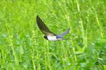 ツバメ 荒川・砂町水辺公園(東京都江東区) 2022年4月11日(月)