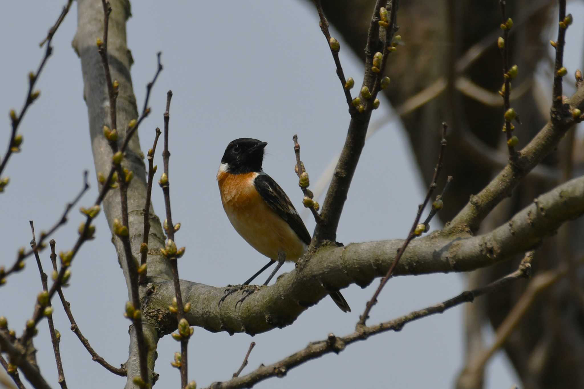 Amur Stonechat