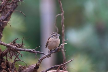 2017年11月11日(土) 北陸地方の野鳥観察記録