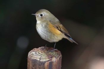 ルリビタキ 明石公園 2022年1月30日(日)