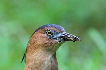 ズグロミゾゴイ 台北植物園 2017年11月4日(土)