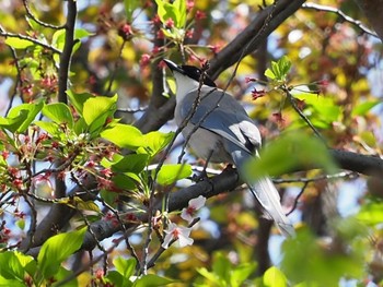 Azure-winged Magpie 横浜市 Mon, 4/11/2022