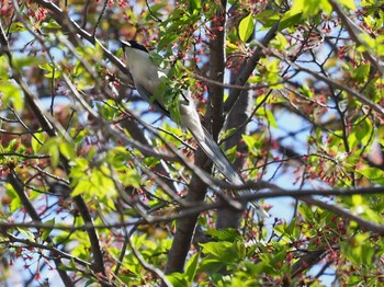 Azure-winged Magpie 横浜市 Mon, 4/11/2022