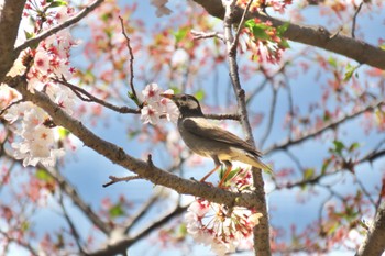 White-cheeked Starling 三渓園 Sun, 4/10/2022