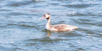 Great Crested Grebe Tokyo Port Wild Bird Park Fri, 4/8/2022