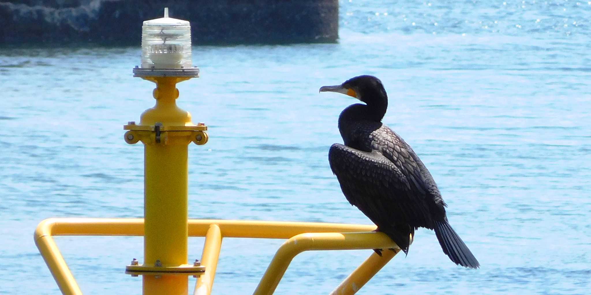 Photo of Great Cormorant at Tokyo Port Wild Bird Park by FUJICAZC1000