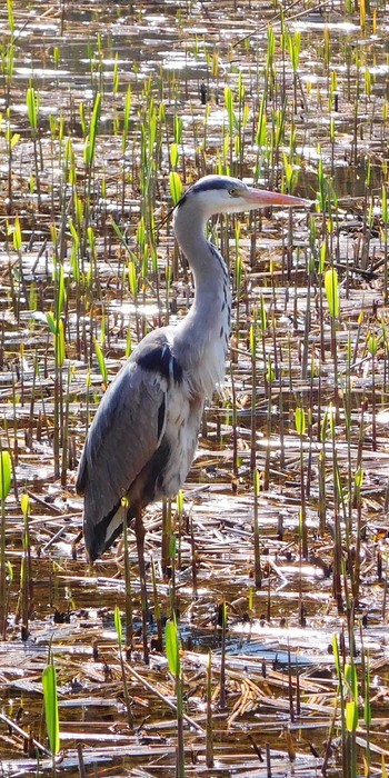 Grey Heron Tokyo Port Wild Bird Park Fri, 4/8/2022