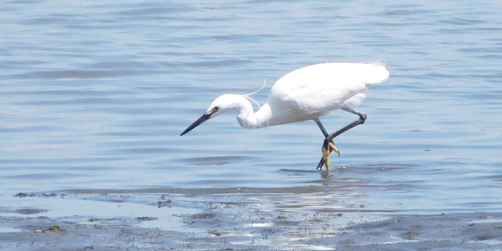 東京港野鳥公園 コサギの写真 by FUJICAZC1000