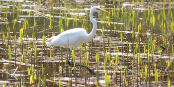 ダイサギ 東京港野鳥公園 2022年4月8日(金)