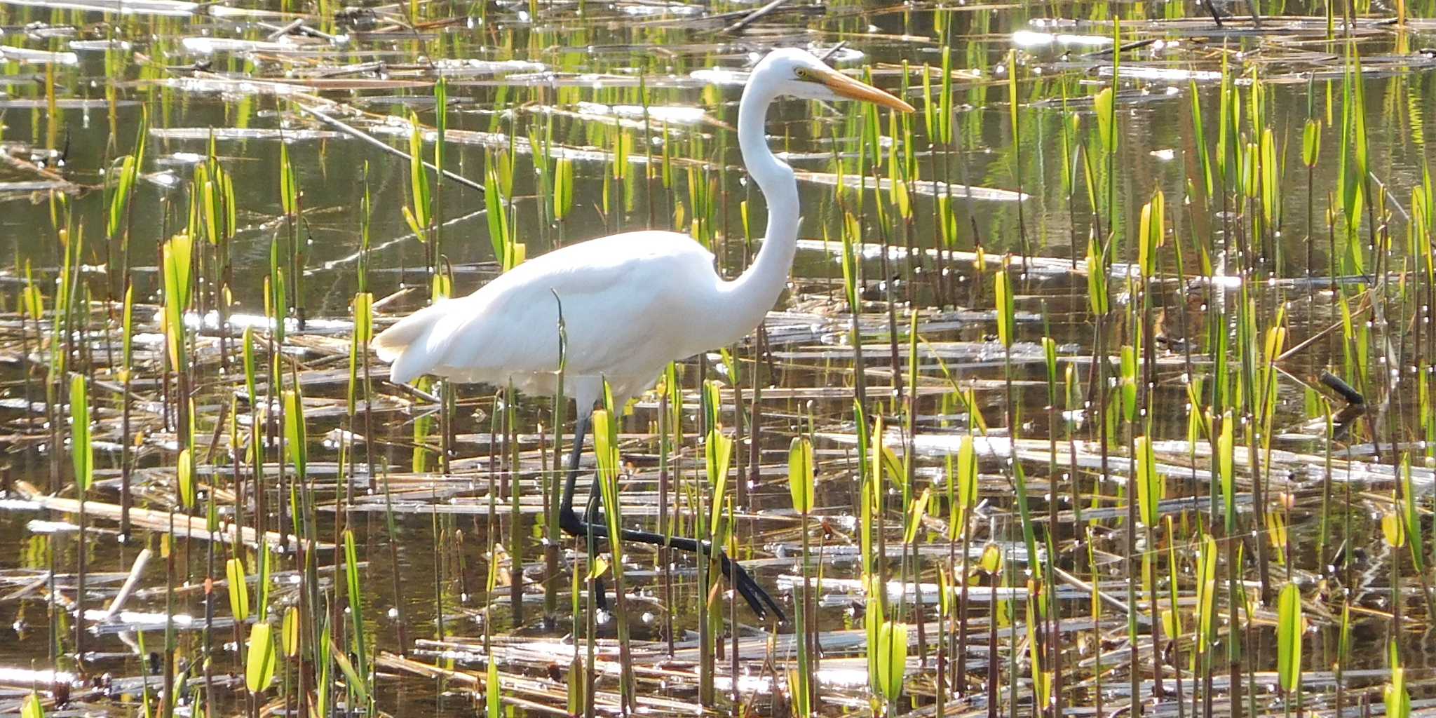 Photo of Great Egret at Tokyo Port Wild Bird Park by FUJICAZC1000