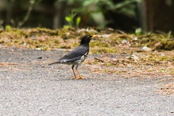 クロツグミ 山口県岩国市美和町 2022年4月11日(月)