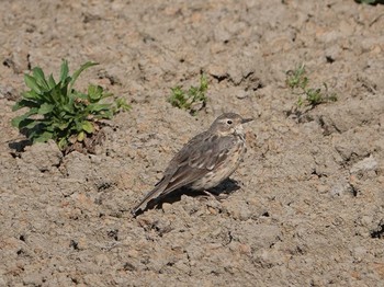 Water Pipit Isanuma Mon, 4/11/2022