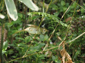 Mon, 4/11/2022 Birding report at 泉の森公園