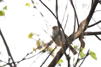 2022年4月11日(月) 長浜公園の野鳥観察記録