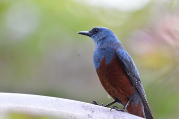 2022年4月10日(日) 長浜公園の野鳥観察記録