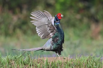 Green Pheasant 瀬谷 Mon, 4/11/2022