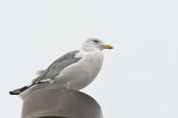 2017年11月14日(火) 手賀沼の野鳥観察記録