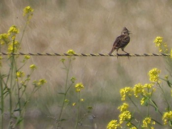 2022年4月10日(日) 芝川第一調節池(芝川貯水池)の野鳥観察記録