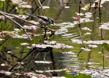 エナガ 神奈川県 2022年4月11日(月)