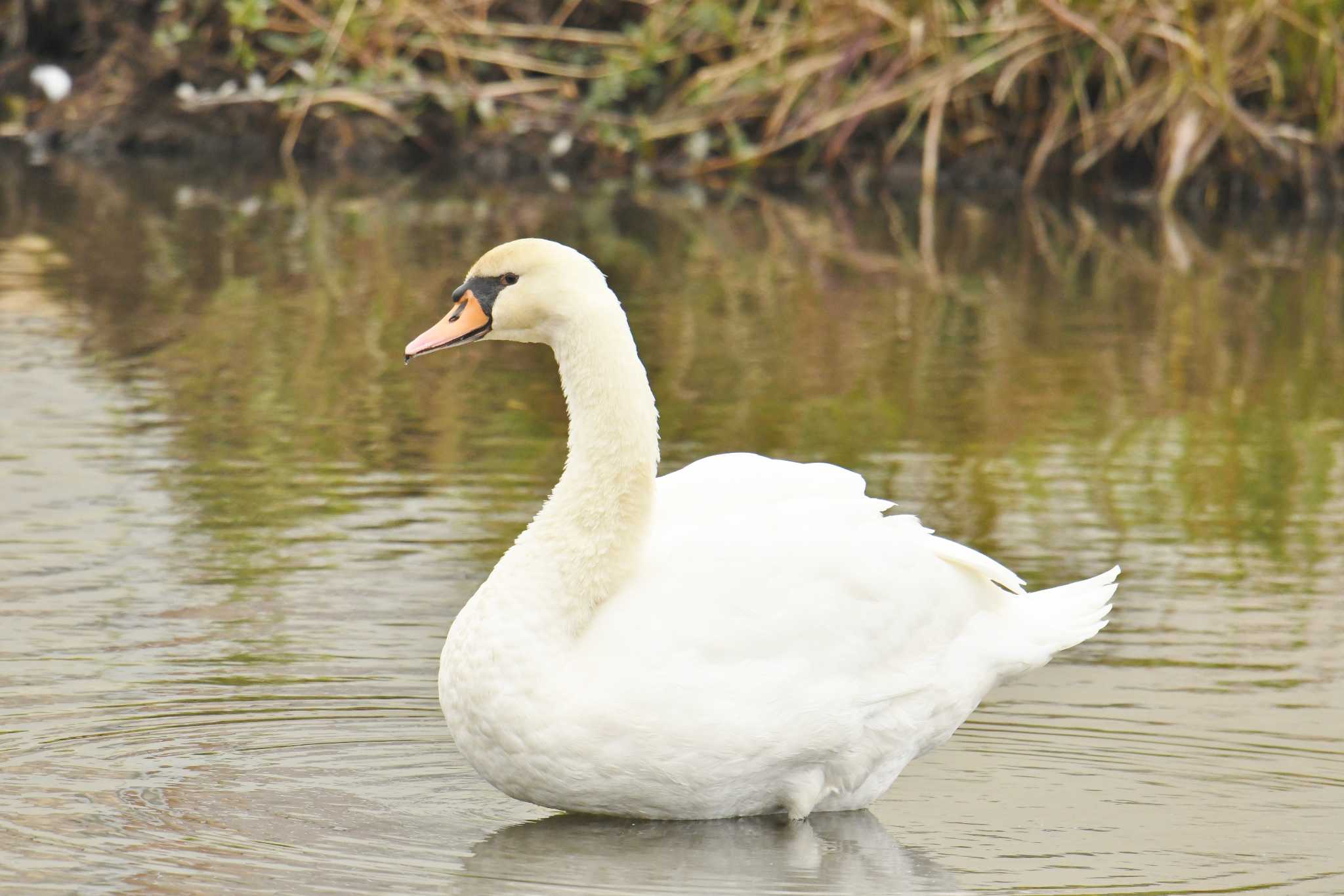 Photo of Mute Swan at Teganuma by あひる