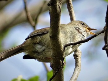 2022年4月11日(月) 舞岡公園の野鳥観察記録