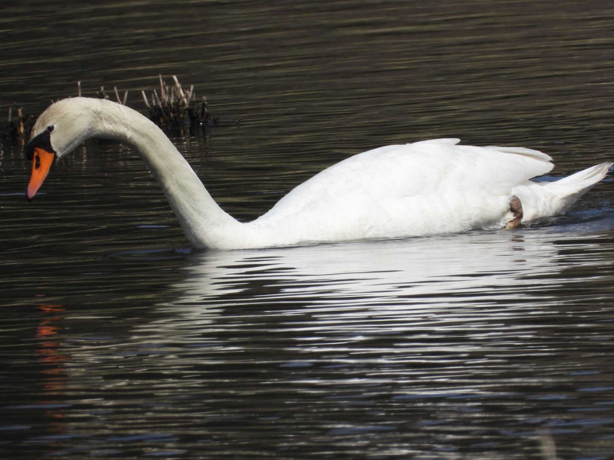 Mute Swan