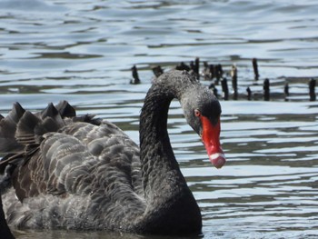 2022年4月9日(土) 偕楽園の野鳥観察記録