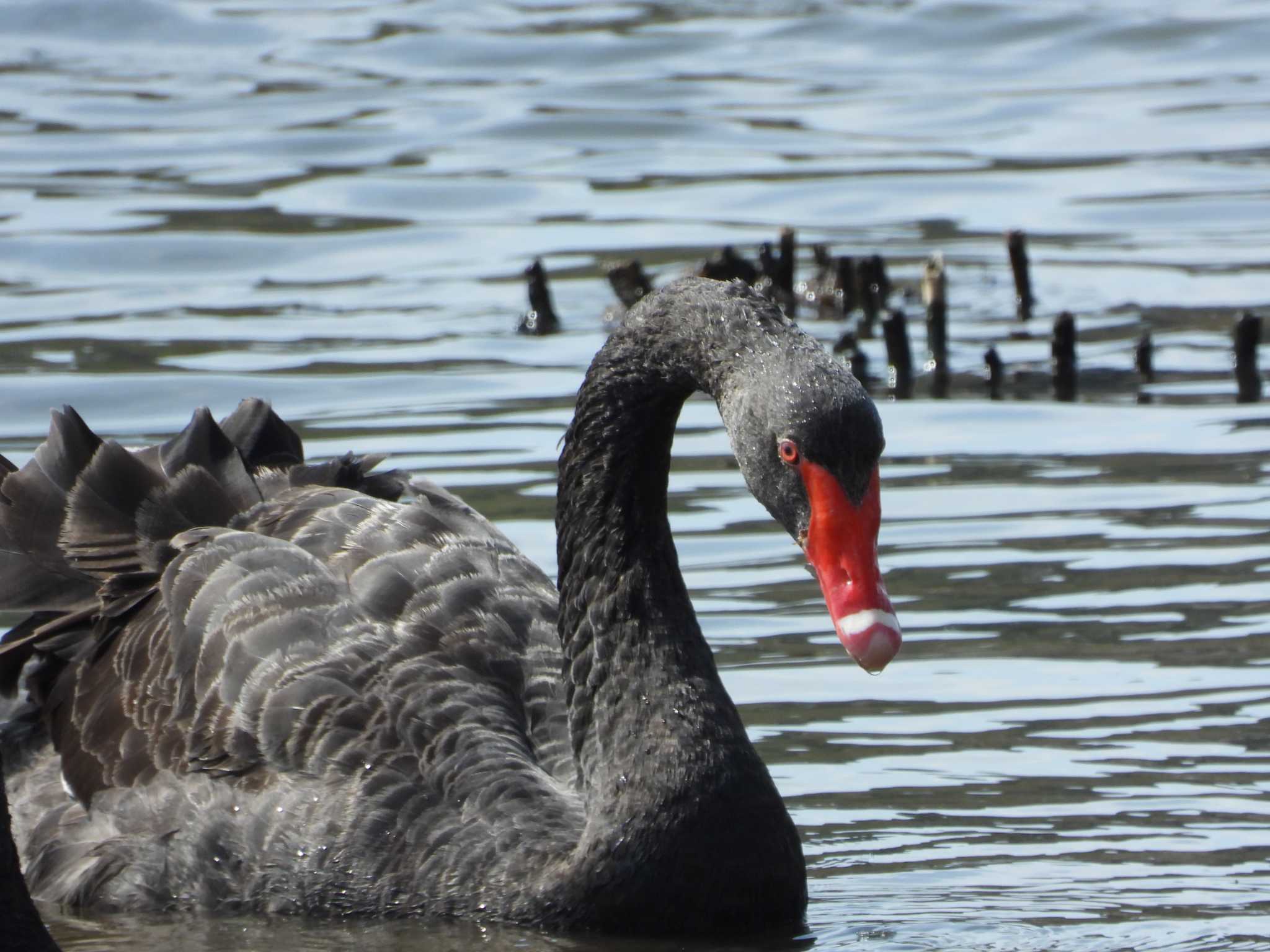 Black Swan