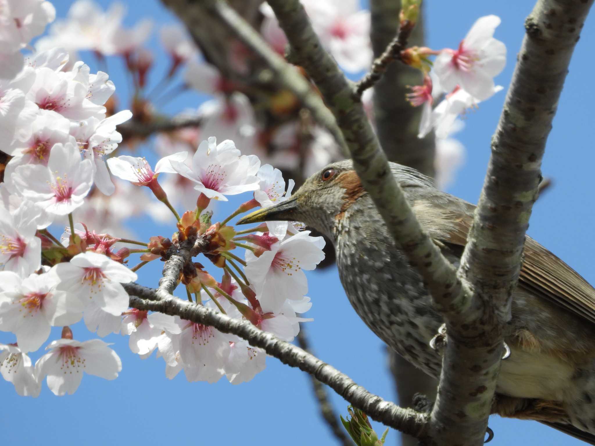 Brown-eared Bulbul