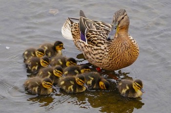 2022年4月11日(月) 打上川治水緑地の野鳥観察記録