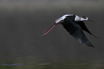 Black-winged Stilt 入間川(広瀬橋付近) Sun, 4/10/2022