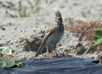 2022年4月8日(金) 東海市の野鳥観察記録