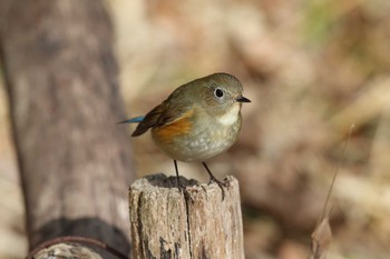 ルリビタキ 明石公園 2022年1月30日(日)