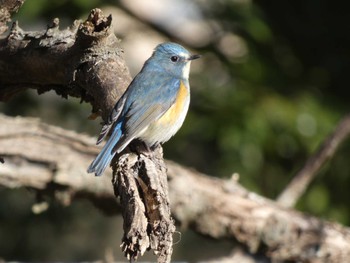 2022年1月22日(土) さいたま緑の森博物館の野鳥観察記録