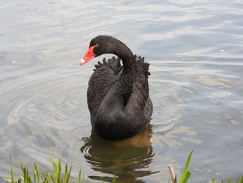 Black Swan 千波湖公園 Sat, 4/9/2022