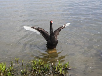 コクチョウ 千波湖公園 2022年4月9日(土)