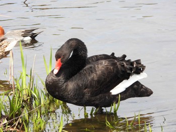 コクチョウ 千波湖公園 2022年4月9日(土)