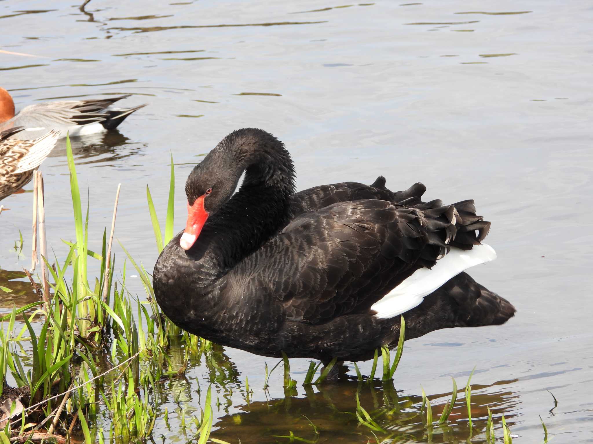 Black Swan