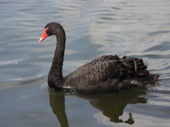 2022年4月9日(土) 千波湖公園の野鳥観察記録