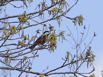 Sat, 4/9/2022 Birding report at 坂田ヶ池総合公園